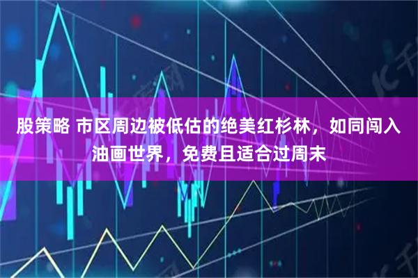 股策略 市区周边被低估的绝美红杉林,如同闯入油画世界,免费且适合过周末